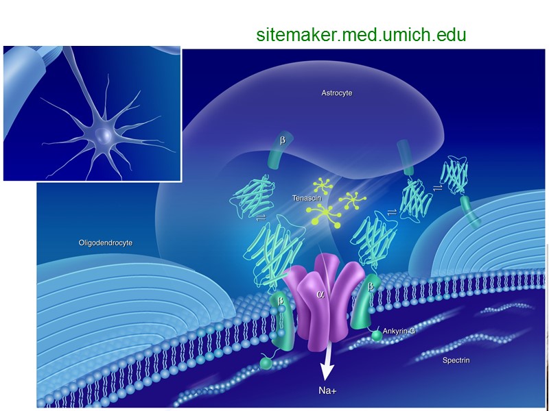 sitemaker.med.umich.edu sitemaker.med.umich.edu
